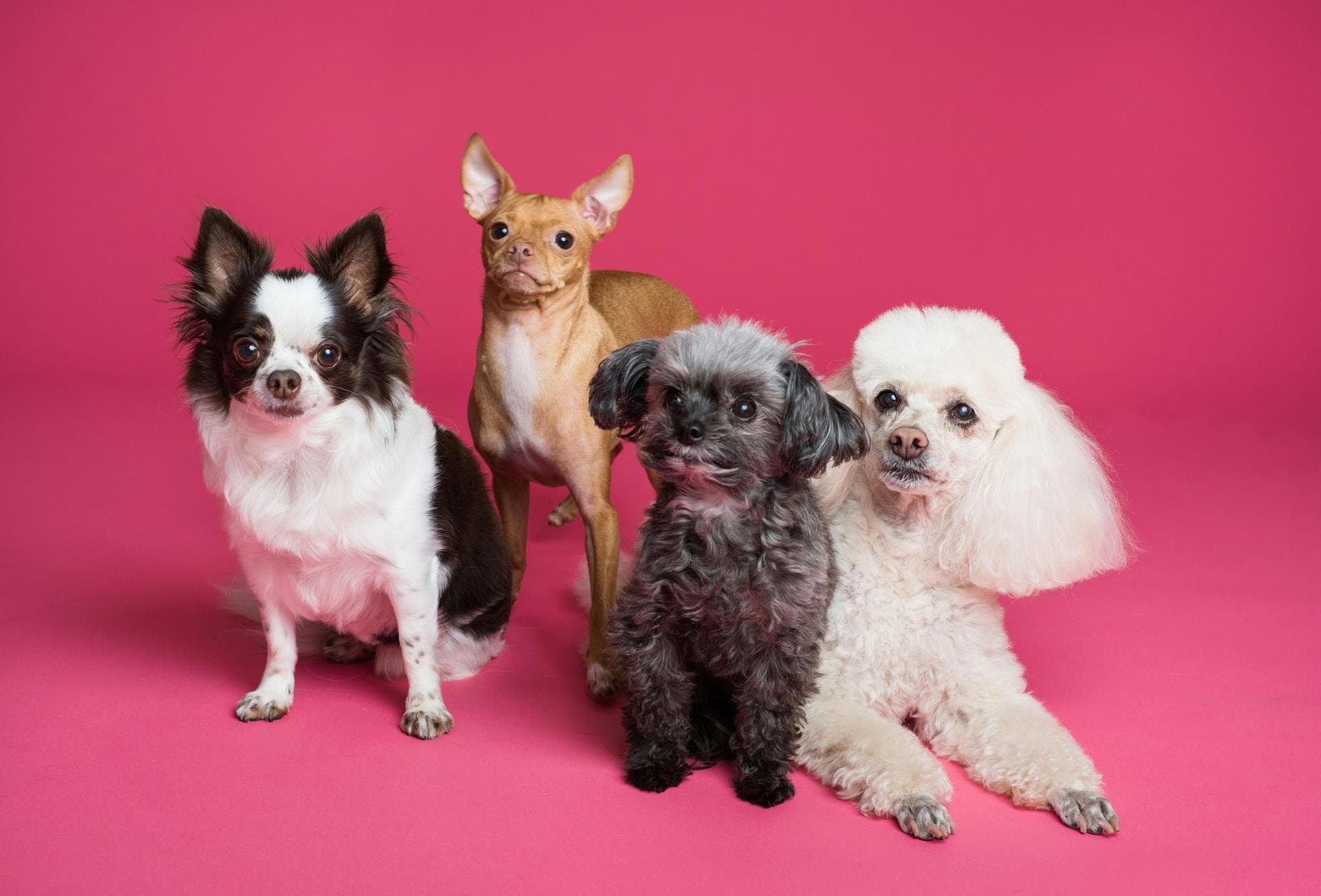 Keyhole Spay Prices in Cambridge