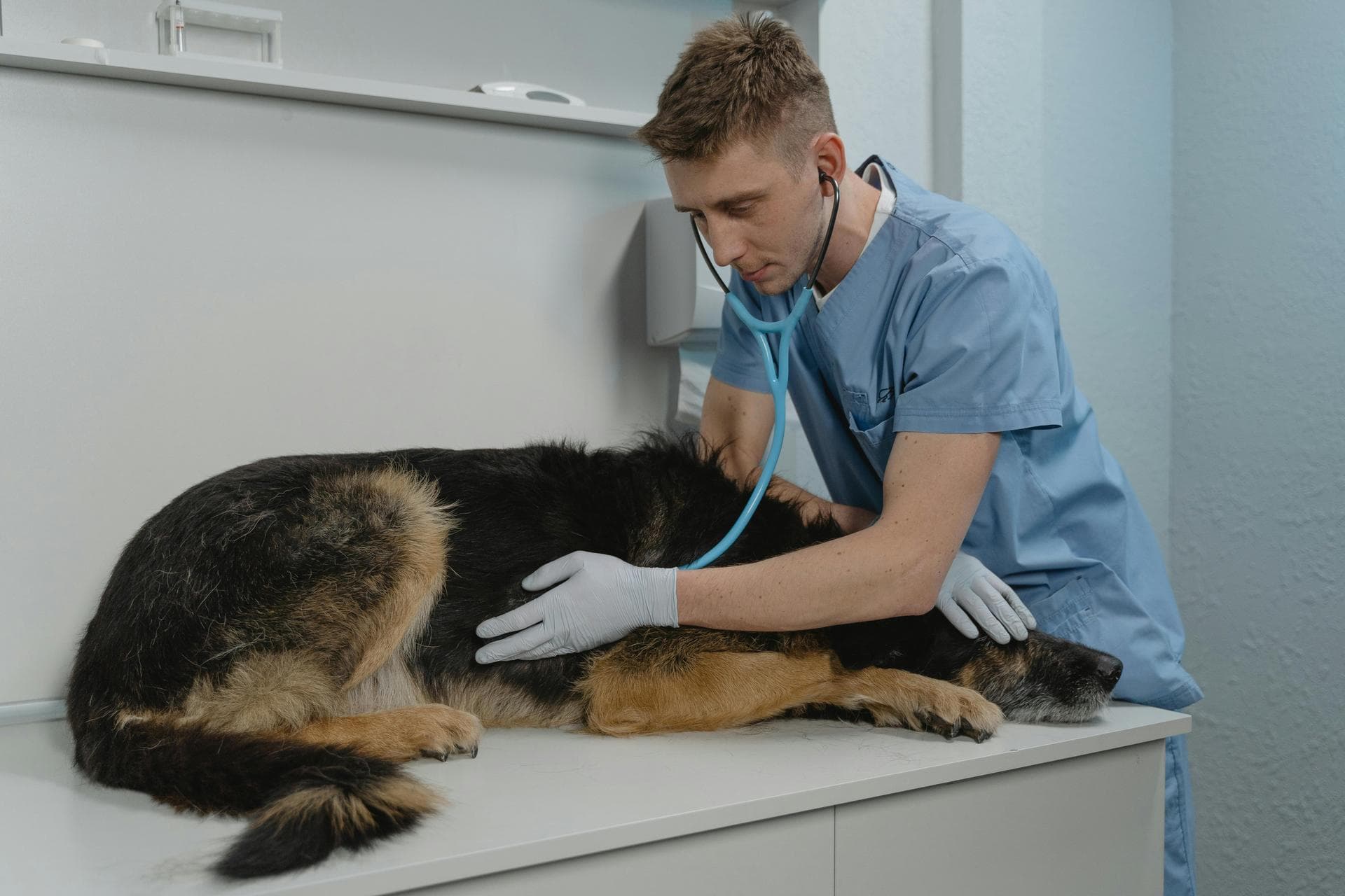 Dog Dental Prices in Cambridge