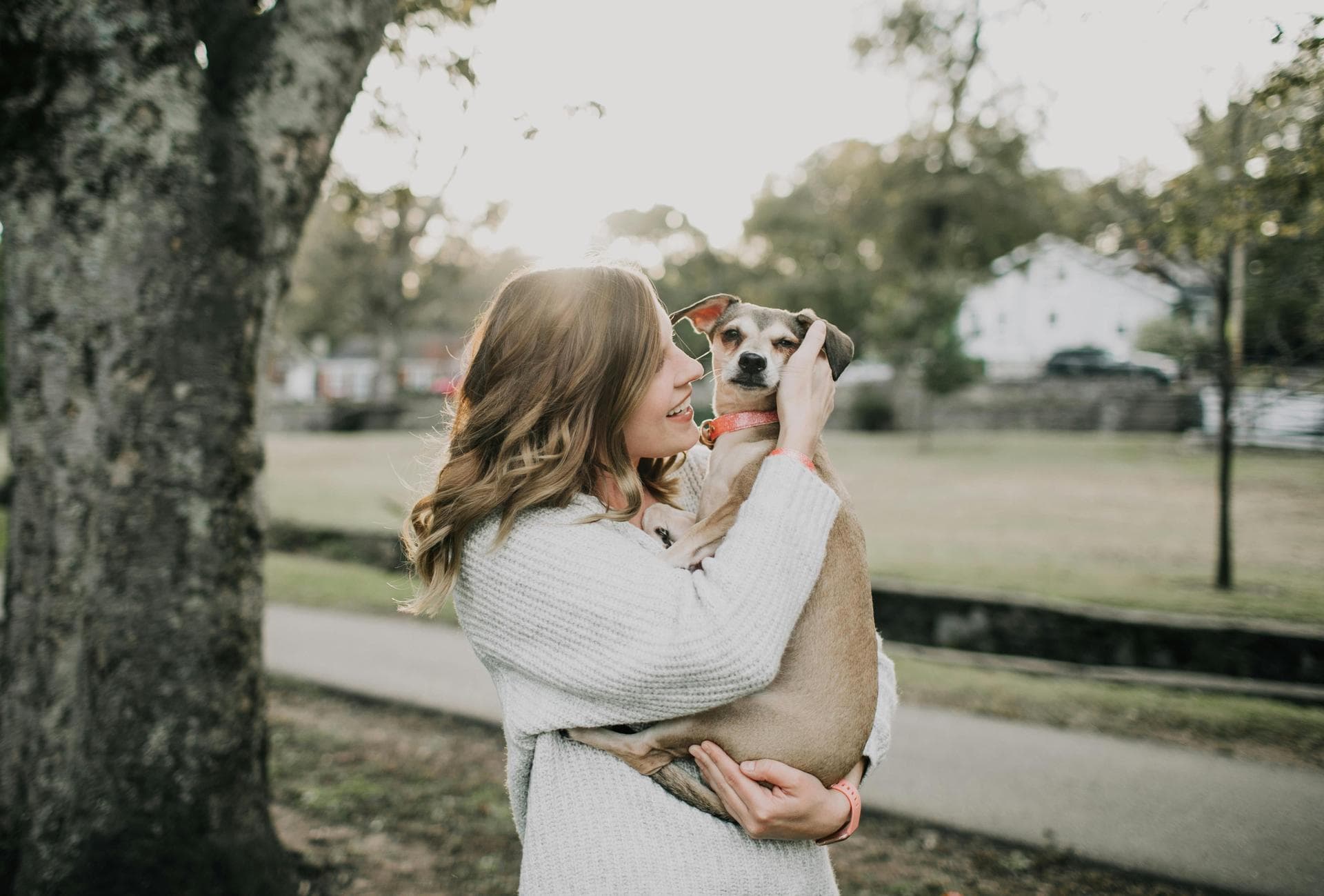 Dog Spay Castrate Neutering Prices in Cambridge