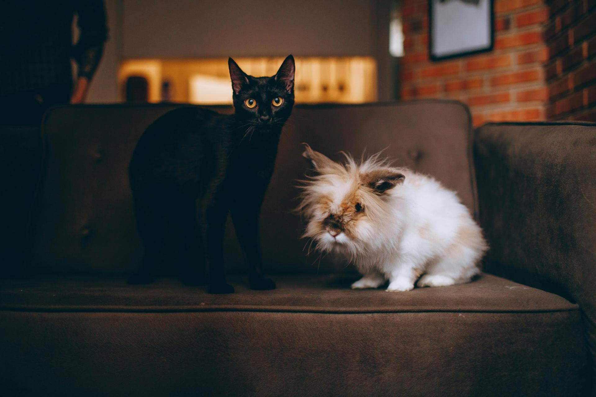 Cat Spaying Prices in Cambridge