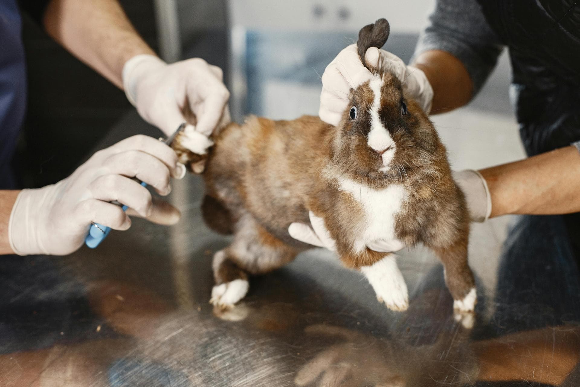 Cat Kitten Vaccinations Feline Leukaemia Prices in Cambridge